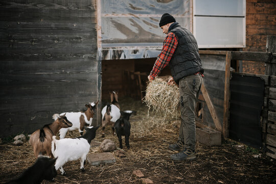 Feeding goats in a barn during late morning hours