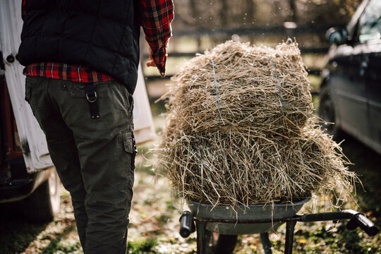 Worker pushes wheelbarrow of hay during daylight in a field