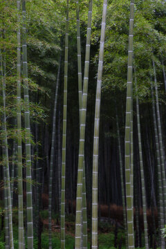 Arashiyama bamboo forest in Kyoto, Japan