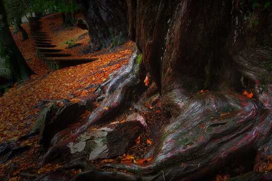 Tejeda de Tosande, yew forest in Palencia, Spain