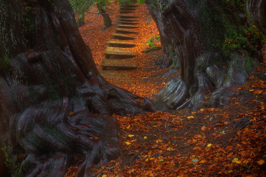 Tejeda de Tosande, yew forest in Palencia, Spain