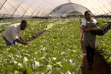 African american coworkers harvesting, carrying black plastic crate in greenhouse