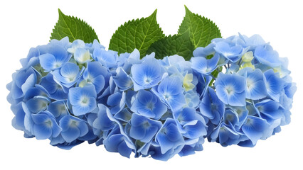 Obraz premium Three blue hydrangea flowers isolated PNG on transparent background, beautiful floral arrangement for wedding invitations and design projects