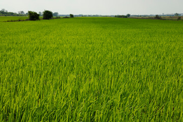Obraz premium Beautiful green rice field landscape in the morning