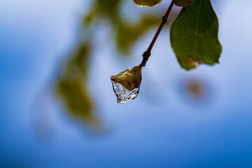 冬の朝に凍った木の枝の雫と青空 / Frozen water drop on tree branch in winter morning with blue sky