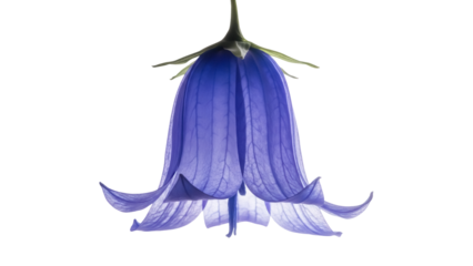 Elegant bluebell flower PNG isolated on transparent background, delicate campanula blossom with translucent petals for botanical design projects