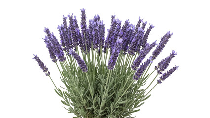 Fragrant lavender plant isolated PNG on transparent background, purple flowers and green leaves for aromatherapy and garden design © Dan