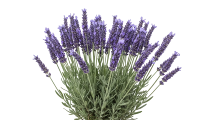 Fragrant lavender plant isolated PNG on transparent background, purple flowers and green leaves for aromatherapy and garden design