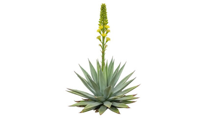 Agave attenuata isolated on transparent background PNG, foxtail agave plant with yellow flowers for garden design and landscaping