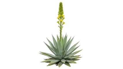 Agave attenuata isolated on transparent background PNG, foxtail agave plant with yellow flowers for garden design and landscaping