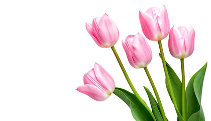 Fototapeta premium Five delicate pink tulips with green stems, isolated against a stark black background