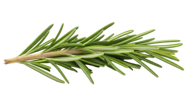 Fresh rosemary sprig isolated PNG, aromatic herb with needle-like leaves for cooking, seasoning, and culinary design on transparent background