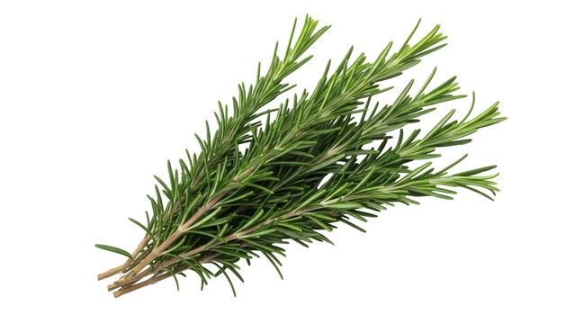 Fresh rosemary sprigs isolated PNG, aromatic herb for cooking and seasoning on transparent background