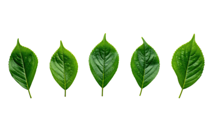 Five green leaves, arranged horizontally against a stark black backdrop. Close up, showcasing detailed veins