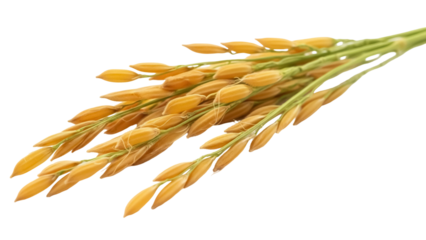 Golden paddy rice isolated PNG on transparent background, ripe grains for harvest and agriculture concepts
