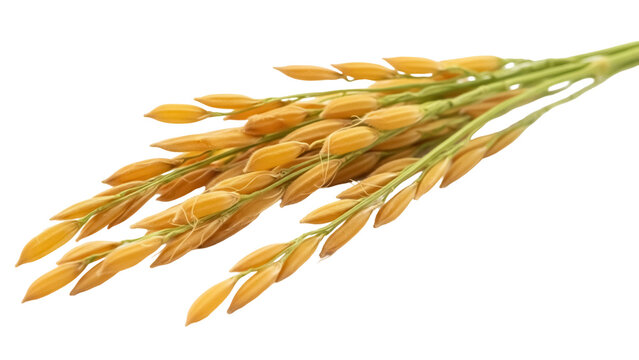 Golden paddy rice isolated PNG on transparent background, ripe grains for harvest and agriculture concepts