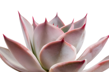Agave plant displays sharp shapes and fine details in this design on a transparent background. The plant stands out clearly, emphasizing its unique geometry