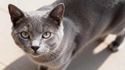 Gray cat with yellow eyes looking at camera