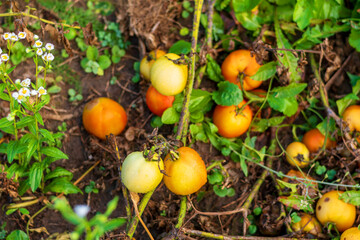 Close-up of Ripe and Unripe Tomatoes on the Ground After Unpicked Harvest