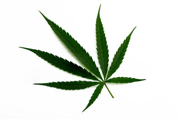 Shape of Cannabis green leaves on white isolated background , herb medicine