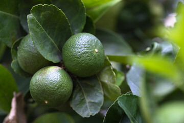 Close up of green limes and leaves on nature background