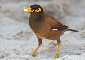 A bird is standing on the sand
