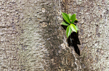 A small green leaf is growing out of a tree trunk