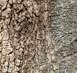 A tree trunk with a rough bark