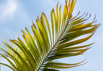 A leaf of a palm tree is shown in the sunlight