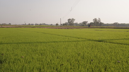 rice field in Saplings