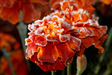 A frosted orange flower with a green stem
