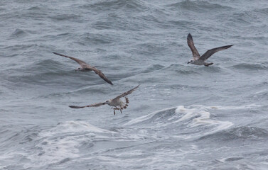 Three birds flying in the ocean