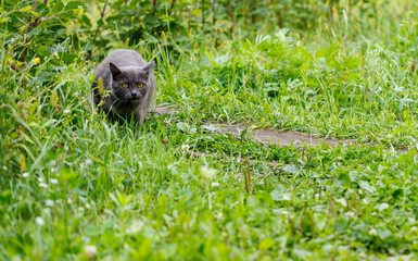 A grey cat is walking through a grassy area