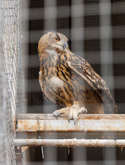 A brown owl is sitting on a metal railing