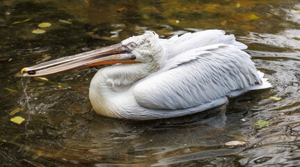 A white pelican is swimming in a body of water