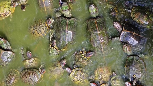 Turtles swimming in green pond water with algae, aquatic reptiles, peaceful nature scene, freshwater wildlife, shells floating, natural habitat, overhead view, reflection, serene environment.