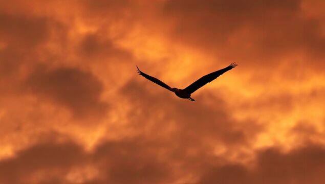 Silhouetted bird soars against a dramatic, fiery sunset sky