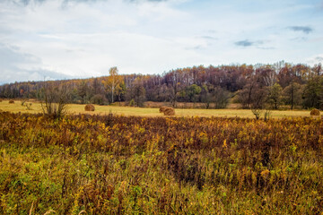 Fototapeta premium Bright birch forest in late autumn in cloudy weather