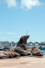 Seal on wooden dock with other seals resting in background, marine wildlife living near human port, ocean animal wildlife photography.