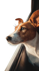 Happy Dog Enjoying Sea Breeze from Car Window.PNG