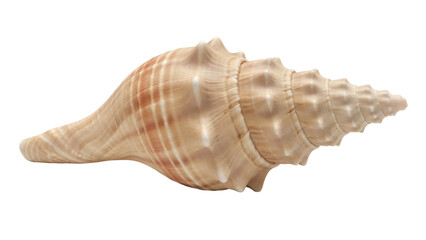 Fototapeta premium Elegant beige conch shell isolated PNG, sea snail with intricate patterns on transparent background for marine life and decorative design