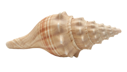 Elegant beige conch shell isolated PNG, sea snail with intricate patterns on transparent background for marine life and decorative design