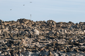Many fur seals on rocky shore. Animals in wild nature.