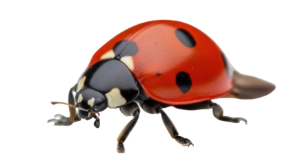 Red ladybug PNG isolated on transparent background, close-up of a seven-spot ladybug with black spots, beneficial insect for garden and nature designs