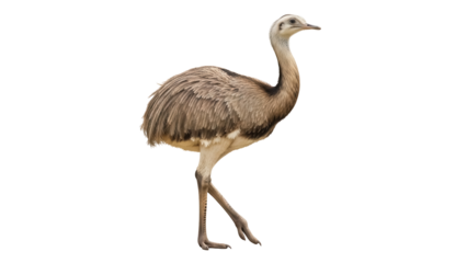 Greater rhea PNG isolated on transparent background, South American flightless bird with long legs and gray feathers, wildlife animal