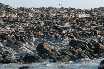 Fur seals sleeps on the rocks of the Atlantic Ocean coast, South Africa.