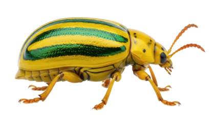 Striped cucumber beetle PNG isolated on transparent background, yellow and green bug with black spots, insect for design and educational use