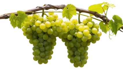 Two bunches of green grapes isolated PNG on transparent background, fresh fruit with leaves for healthy eating and design use