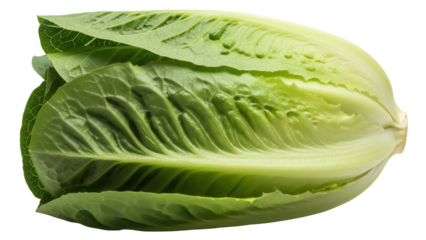 Fresh romaine lettuce isolated PNG on transparent background, vibrant green vegetable for healthy eating and salad preparation