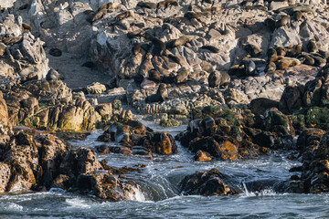 Cape fur seal colony on rocky coastal shore. Ocean mammal habitat. Wildlife conservation concept.